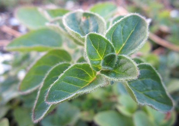 Orianum vulgare - grüner Oregano aus Frankreich zur Gewinnung von Oreganoöl bio (Origanum vulgare subsp. hirtum)