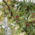 Zweig eines Sichuanpfefferbaums (Xanthoxylum) mit roten, reifen Beeren. Naturbelassene Gewürzpflanze mit aromatischem Duft und einzigartiger Schärfe.