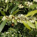 Osmanthus Blüten zur Gewinnung von Osmanthus absolue 100%
