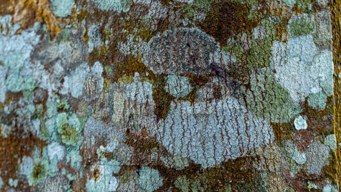 Nahaufnahme der Rinde eines Adlerholz-Baumes (Aquilaria), mit typischen Verfärbungen und Harzbildung – Ursprung des kostbaren Agarwood (Oud)