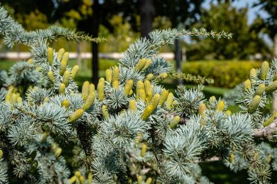 Zweige der Atlaszeder mit Frucht – Symbol für naturreines ätherisches Zedernholzöl Atlas bio aus Frankreich. Atlaszeder - Cedrus atlantica