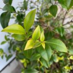 Backhousia myrtifolia zur gewinnung von Mango Myrte Öl (Backhousia myrtifolia) aus Australien – Ätherisches Öl