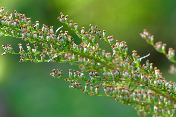 Artemisia Vulgaris (Gemeiner Beifuß) zur Gewinnung von Beifußöl (Artemisia Vulgaris) aus Nepal