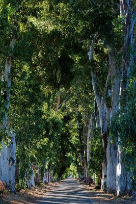 Eukalyptusallee auf der Insel Korsika zur Gewinnung von Eukalyptus polybractea cryptone bio (ätherisches Öl)