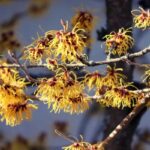 Zweig von Hamamelis mit Blüten zur Gewinnung von Hamamelishydrolat bio (Zaubernusshydrolat)