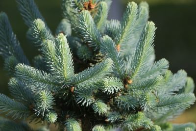 Himalaya-Tanne-indian-silver-fir zur Gewinnung von Himalaya-Tanne bio (ätherisches Öl)