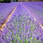 Blühender Lavendula hybrida zur Gewinnung von Lavandin super bio (ätherisches Öl)