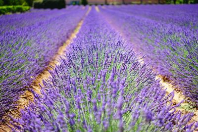 Blühender Lavendula hybrida zur Gewinnung von Lavandin super bio (ätherisches Öl)