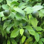 Limettenbaum - zur Gewinnung von Petit Grain Bigarade sur Fleurs