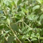 Origanum majorana zur Gewinnung von Majoranöl bio - Origanum majorana (ätherisches Öl)
