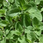 Oregano-Busch zur Gewinnung von Oreganoöl bio - Marokko (ätherisches Öl)