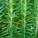 Rosmarin officinalis zur Gewinnung von Rosmarinöl borneon bio ätherisches Öl