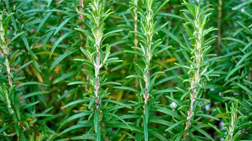 Rosmarin officinalis zur Gewinnung von Rosmarinöl borneon bio ätherisches Öl