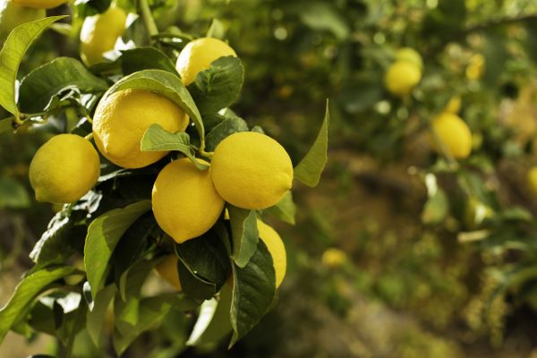 Zitronen am Baum zur Gewinnung von Zitrone gelb bio (Zitronenöl)
