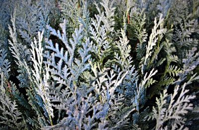 weiße Zypressenblätter zur Gewinnung vonZypressenöl weiß Blatt (Callistris glaucophylla)