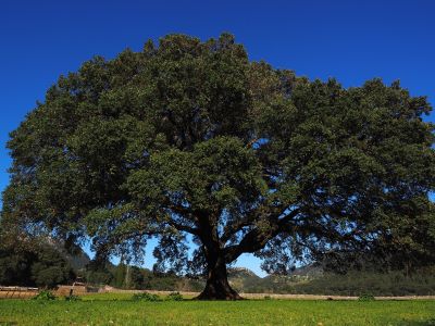 Camphor tree zur Gewinnung von Ho-Holzöl (ätherisches Öl)