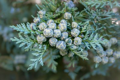 Thuja_Lebensbaum_Früchte zur Gewinnung von Hiba - Lebensbaum (Thujopsis dolabrata) - ätherisches Öl