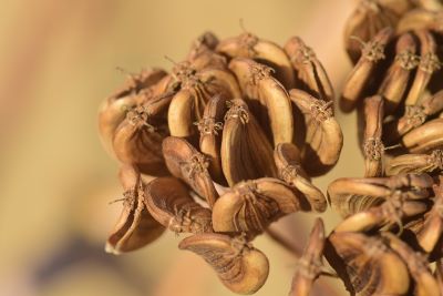 Fenchelsamen getrocknet zur Gewinnung von Fenchelöl bio süß (ätherisches Öl)