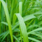 Khasia Lemongras zur Gewinnung von Jamarosa - Cymbopogon khasianus (ätherisches Öl)