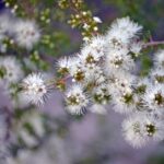 Weisse, australische Kunzea ambigua zur Gewinnung von Kunzea (ätherisches Öl)