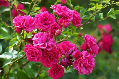 Rosa Centifolia Mai Rose zur Gewinnung von Mairose absolue (Jojobaöl-Verdünnung) 10%