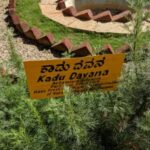 Davana-Pflanze in Indien – repräsentiert naturreines ätherisches Davana organic Öl (Kadu-Davana) zur Gewinnung von Davana organic (ätherisches Öl)