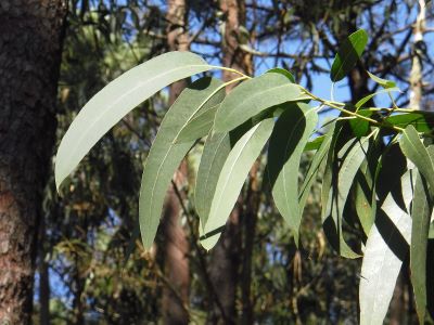 Eukalyptusblätter zur Gewinnung von naturreinem Eukalyptusöl citriodora bio (Lemon scented Gum oil)