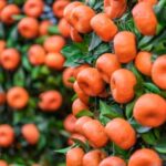 Strauch voller roter Mandarinen zur Gewinnung von Mandarine rot bio (ätherisches Öl)