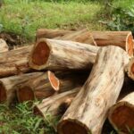 Rosenholz - Palisander aus Brasilien zur Gewinnung von Rosenholz Öl bio aus Brasilien – Ätherisches Öl mit warmem Aroma