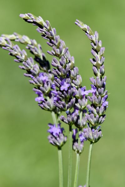 Blüten des Speiklavendel zur Gewinnung von Speiklavendel bio (ätherisches Öl)