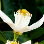 Blüte von citrus-auranticum zur Gewinnung von unverdünntem Neroli Öl bio aus Marokko