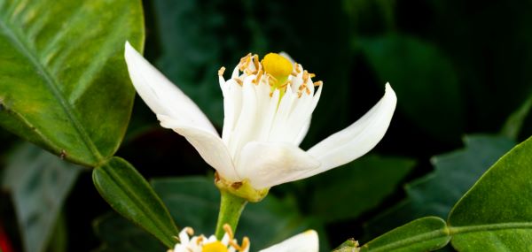 Blüte von citrus-auranticum zur Gewinnung von unverdünntem Neroli Öl bio aus Marokko