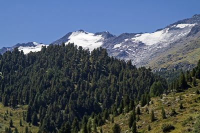 Pinus cembra - Zirbelkiefer zur Gewinnung von Zirbelkieferöl bio - Pinus cembra bio (ätherisches Öl)