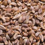 Getrocknete Petersiliensamen – natürliche Basis für Petersiliensamenöl bio