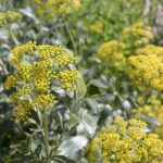 Nahaufnahme der gelb blühenden Hasenohr-Pflanze (Bupleurum fruticosum) auf einem Bio-Feld – Rohstoff für das ätherische Öl von ESSENCE-PUR