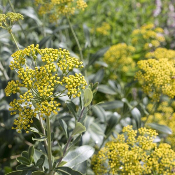Nahaufnahme der gelb blühenden Hasenohr-Pflanze (Bupleurum fruticosum) auf einem Bio-Feld – Rohstoff für das ätherische Öl von ESSENCE-PUR