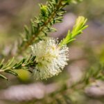 Blühende Teebaumblüte (Melaleuca alternifolia) – Symbol für reines Bio-Teebaumöl