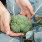 Gardener hand holding broccoli leaf for checking quality in organic farm.