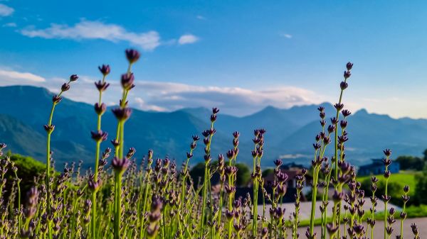 Blühendes Lavendelfeld in Niederösterreich mit Bergpanorama – Ursprung des Lavendelöls Niederösterreich bio.