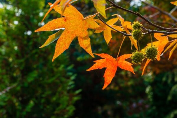 Blätter und Früchte des Amerikanischen Amberbaums (Liquidambar styraciflua) im Herbstlaub