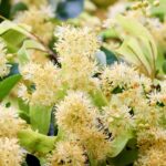 Nahaufnahme von gelblich-weißen Lindenblüten (Tilia cordata) mit frischen grünen Blättern – zarte Blütenstände in voller Blüte im Sommer