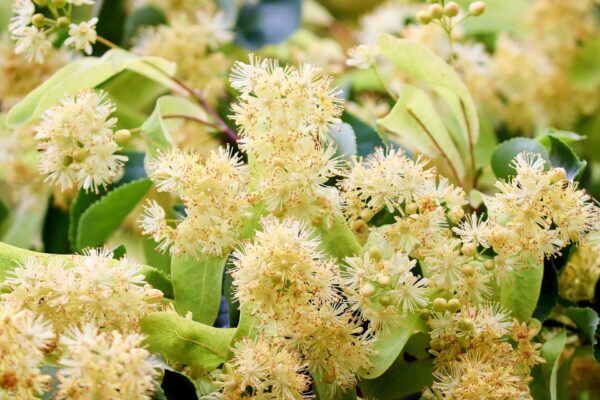 Nahaufnahme von gelblich-weißen Lindenblüten (Tilia cordata) mit frischen grünen Blättern – zarte Blütenstände in voller Blüte im Sommer