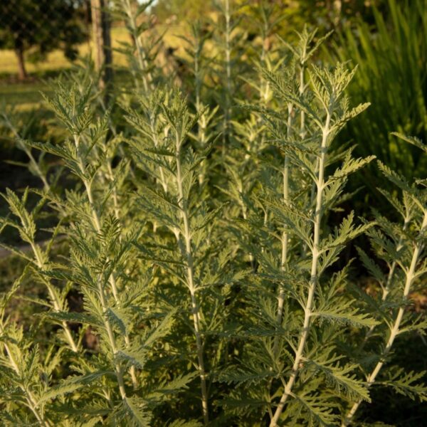 Artemisia afra – Afrikanischer Beifuß in freier Natur, Pflanze für Lanyana Öl