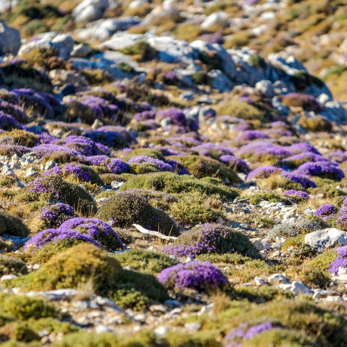 Wilder Thymian (Thymus vulgaris) auf steinigen Hügeln in der Provence – kräftige, sonnengetrocknete Kräuter als Grundlage für unser Thymian-Hydrolat Thymol bio