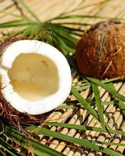 Kokosnuss zur Herstellung von Kokosöl virgin bio (kaltgepresst)