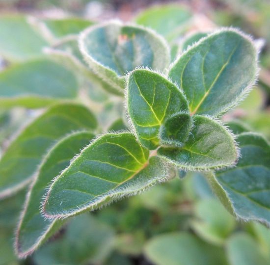 Oregano-wirkung-oreganoöl Oregano: Herstellung von Oreganoöl