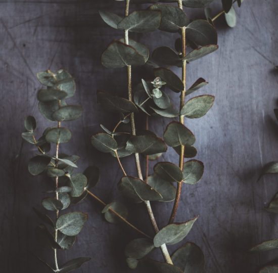 annie-spratt-pZLqkjhV-_M-unsplash Ätherisches Öl aus Eukalyptus