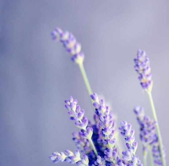 Lavendelöl: Anwendung