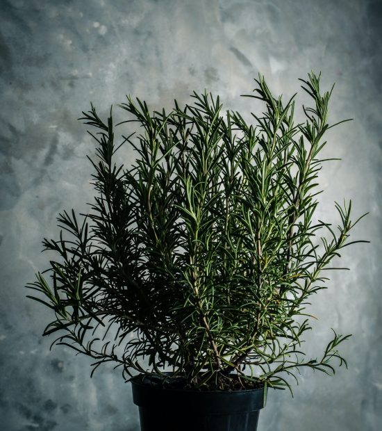vincent-foret-R8Ct7Macnus-unsplash vincent-foret-R8Ct7Macnus-unsplash